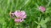 Bombus pascuorum
